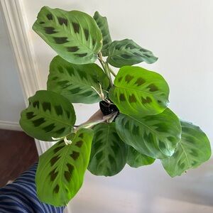 FLOWERING LARGE Prayer plant